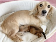 Kaninchen-Dachshund36