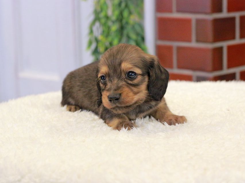 カニンヘン ダックスフンド チャーム & 竹千代CHの子犬 イエロー(クリーム) 男の子(2)Kaninchen-Dachshund363 カニンヘン ダックスフンド チャーム & 竹千代CHの子犬 イエロー(クリーム) 男の子(2)