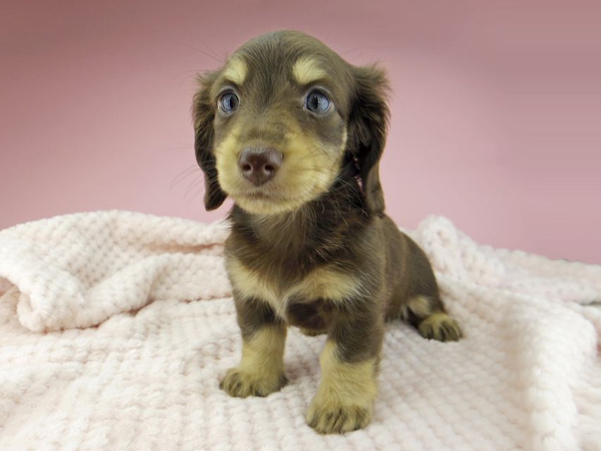 カニンヘン ダックスフンド ジャム & スルガの子犬 チョコイエロー(チョコクリーム) 女の子(2)Kaninchen-Dachshund364 カニンヘン ダックスフンド ジャム & スルガの子犬 チョコイエロー(チョコクリーム) 女の子(2)