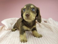 Kaninchen-Dachshund365