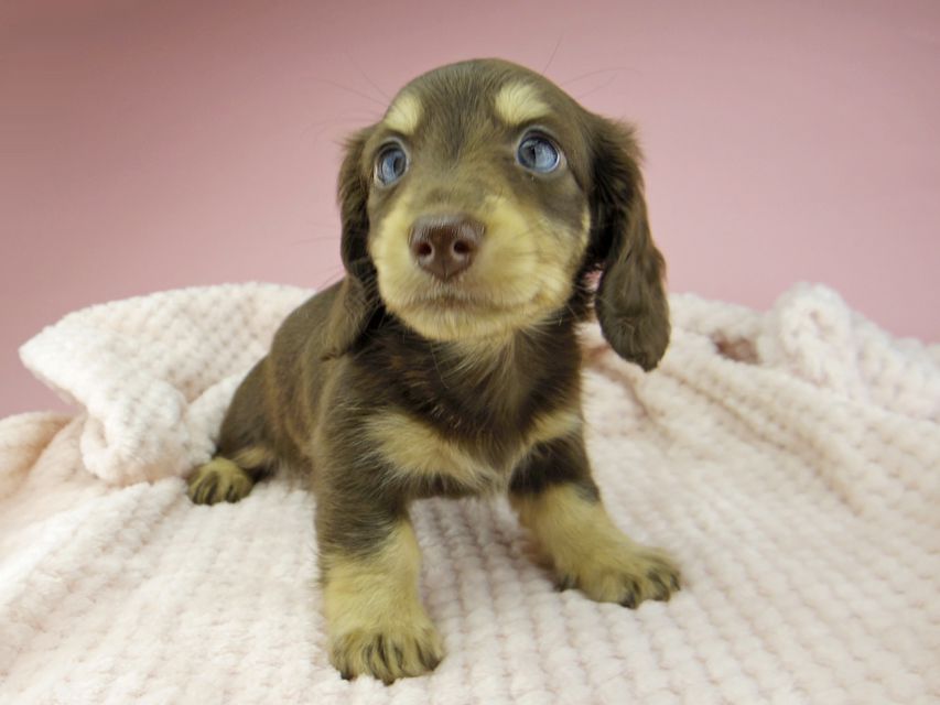 カニンヘン ダックスフンド ジャム & スルガの子犬 チョコイエロー(チョコクリーム) 女の子(2)Kaninchen-Dachshund365 カニンヘン ダックスフンド ジャム & スルガの子犬 チョコイエロー(チョコクリーム) 女の子(2)