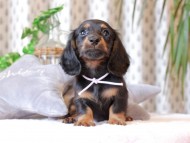 Kaninchen-Dachshund368