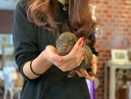 Kaninchen-Dachshund37