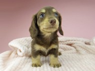 Kaninchen-Dachshund371 Kaninchen-Dachshund371