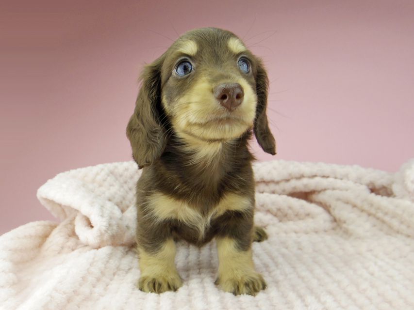 カニンヘン ダックスフンド ジャム & スルガの子犬 チョコイエロー(チョコクリーム) 女の子(2)Kaninchen-Dachshund371 カニンヘン ダックスフンド ジャム & スルガの子犬 チョコイエロー(チョコクリーム) 女の子(2)