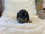 Kaninchen-Dachshund37 Kaninchen-Dachshund37