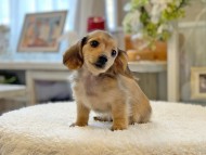 Kaninchen-Dachshund37 Kaninchen-Dachshund37