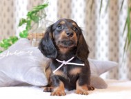 Kaninchen-Dachshund375
