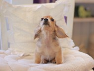 Kaninchen-Dachshund37 Kaninchen-Dachshund37