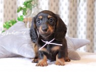 Kaninchen-Dachshund379 Kaninchen-Dachshund379