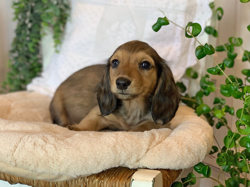 カニンヘン ダックスフンド カノア & ジムダンディの子犬 イエロー（クリーム） 男の子