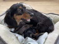 Kaninchen-Dachshund38 Kaninchen-Dachshund38