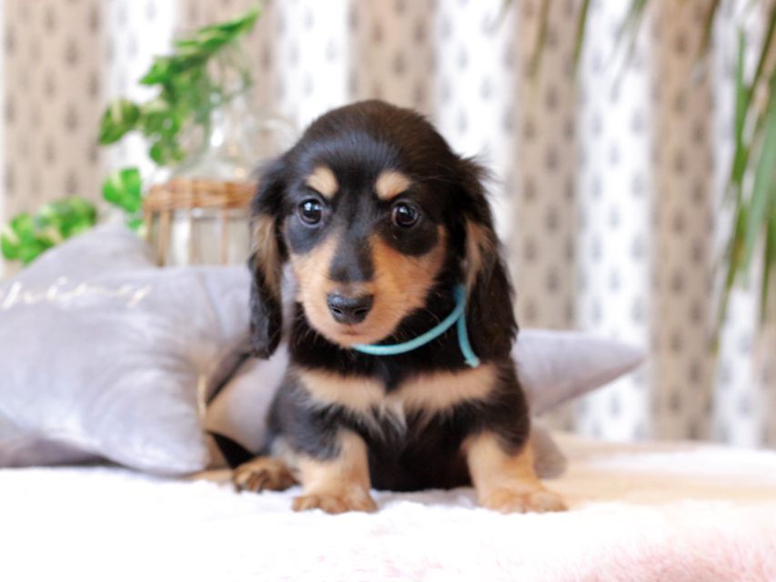 カニンヘン ダックスフンド カイラ & ピーターの子犬 ブラックイエロー（ブラッククリーム） 男の子（1）
