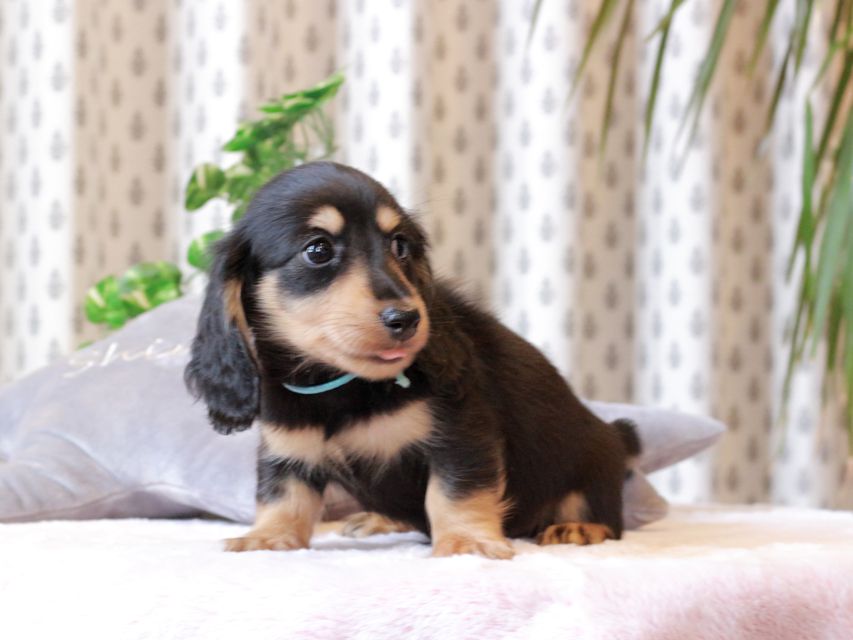 カニンヘン ダックスフンド カイラ & ピーターの子犬 ブラックイエロー（ブラッククリーム） 男の子（1）