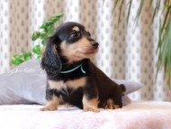Kaninchen-Dachshund389