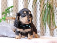 Kaninchen-Dachshund395