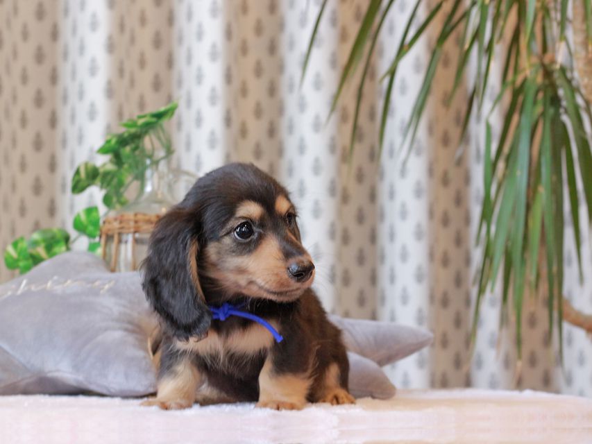 カニンヘン ダックスフンド カイラ & ピーターの子犬 ブラックイエロー（ブラッククリーム） 男の子（2）