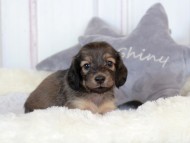 Kaninchen-Dachshund4 Kaninchen-Dachshund4