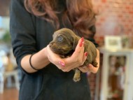 Kaninchen-Dachshund40