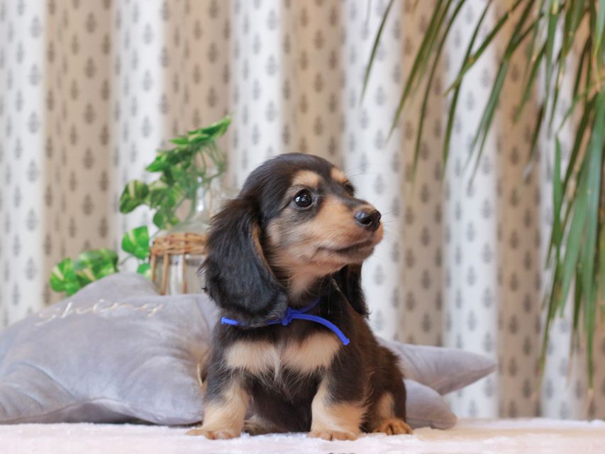 カニンヘン ダックスフンド カイラ & ピーターの子犬 ブラックイエロー（ブラッククリーム） 男の子（2）