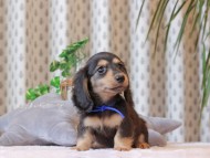 Kaninchen-Dachshund401 Kaninchen-Dachshund401