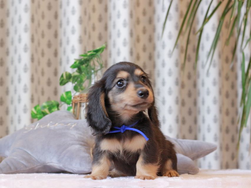カニンヘン ダックスフンド カイラ & ピーターの子犬 ブラックイエロー（ブラッククリーム） 男の子（2）