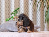 Kaninchen-Dachshund403