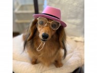 Kaninchen-Dachshund404