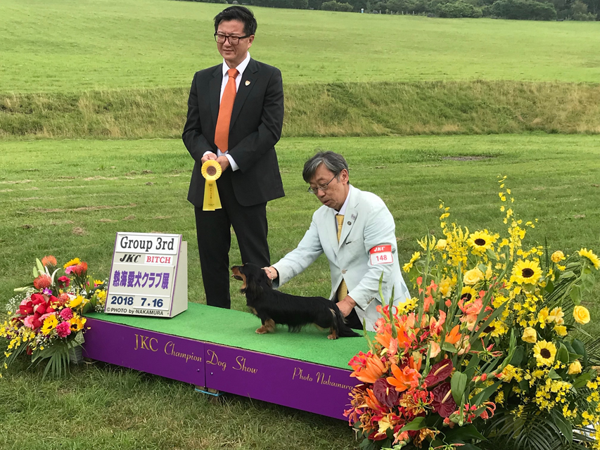 Kaninchen-Dachshund408363