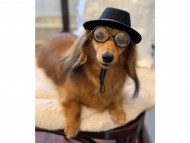 Kaninchen-Dachshund410