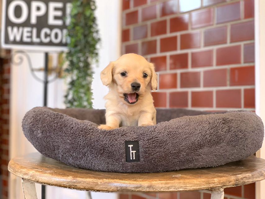 カニンヘン ダックスフンド まめ & 竹千代CHの子犬 イエロー（クリーム） 男の子