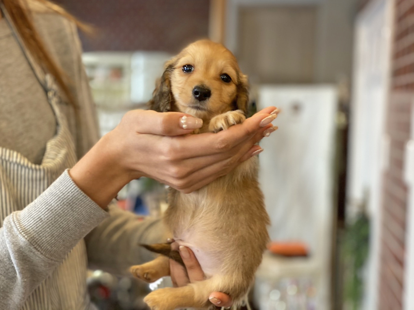 カニンヘン ダックスフンド ププリン & スカッシュの子犬 ペールレッド 男の子Kaninchen-Dachshund4 カニンヘン ダックスフンド ププリン & スカッシュの子犬 ペールレッド 男の子