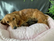 Kaninchen-Dachshund4