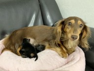 Kaninchen-Dachshund4