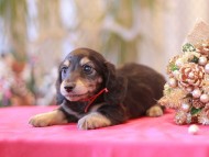 Kaninchen-Dachshund4
