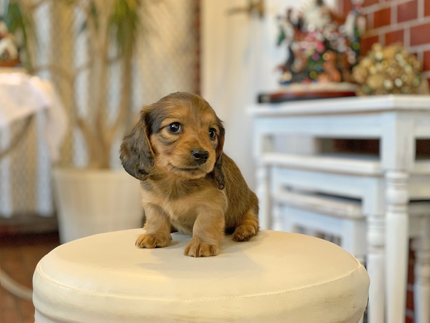 カニンヘン ダックスフンド ティナ&竹千代CHの子犬 レッド 女の子Kaninchen-Dachshund41 カニンヘン ダックスフンド ティナ&竹千代CHの子犬 レッド 女の子