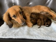 Kaninchen-Dachshund4