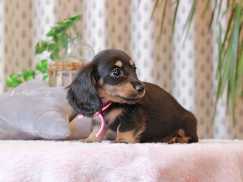 カニンヘン ダックスフンド カイラ & ピーターの子犬 ブラックイエロー（ブラッククリーム） 女の子