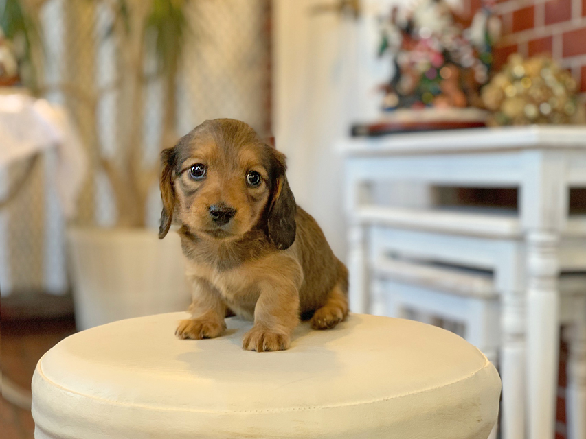 カニンヘン ダックスフンド ティナ&竹千代CHの子犬 レッド 女の子Kaninchen-Dachshund42 カニンヘン ダックスフンド ティナ&竹千代CHの子犬 レッド 女の子