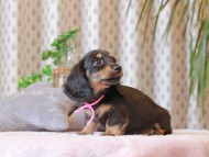 Kaninchen-Dachshund424