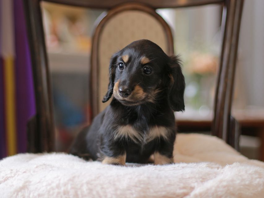 カニンヘン ダックスフンド ジェシー&スルガの子犬 ブライエ 男の子
