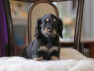 Kaninchen-Dachshund4304 Kaninchen-Dachshund4304