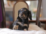 Kaninchen-Dachshund4306 Kaninchen-Dachshund4306