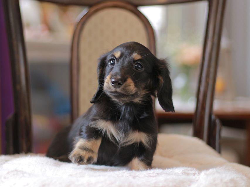 カニンヘン ダックスフンド ジェシー&スルガの子犬 ブライエ 男の子