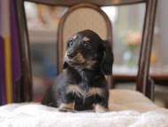 Kaninchen-Dachshund4307 Kaninchen-Dachshund4307