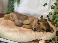 Kaninchen-Dachshund43