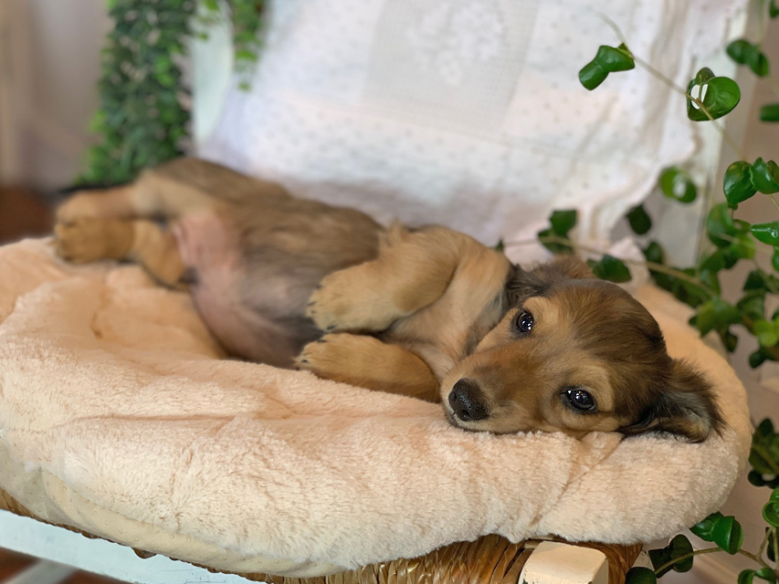 カニンヘン ダックスフンド カノア & ジムダンディの子犬 イエロー（クリーム） 男の子