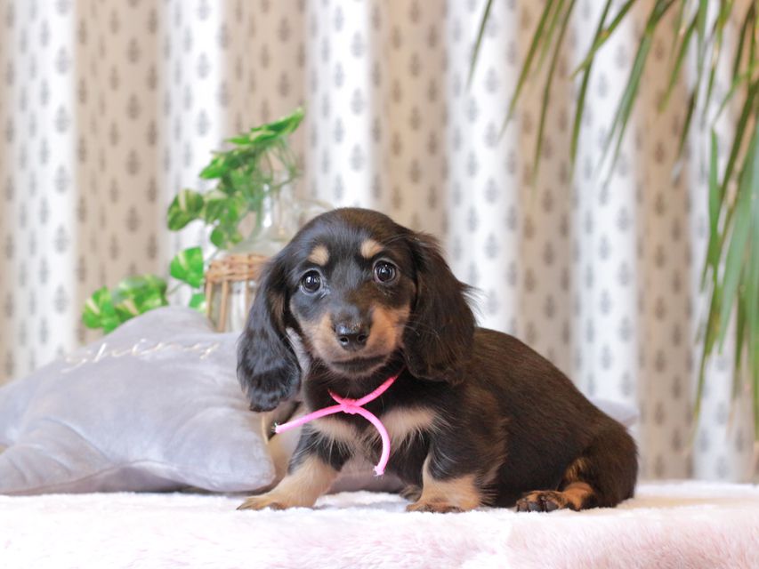 カニンヘン ダックスフンド カイラ & ピーターの子犬 ブラックイエロー（ブラッククリーム） 女の子