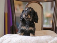 Kaninchen-Dachshund4312 Kaninchen-Dachshund4312