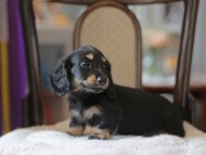 Kaninchen-Dachshund4314 Kaninchen-Dachshund4314